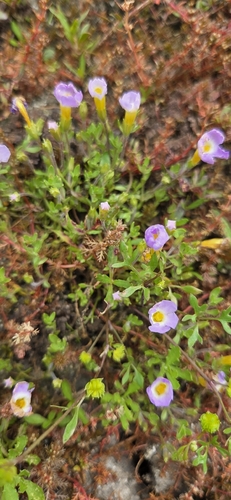 Elacholoma prostrata