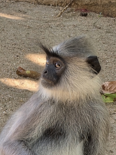 Sri Lankan Grey Langur