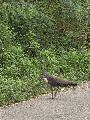 Indian Peafowl