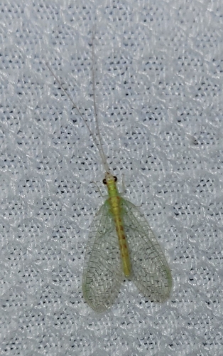 Four-spotted Green Lacewing