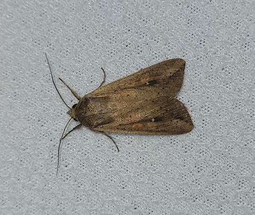 Armyworm Moth