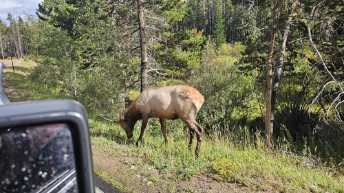 Elk observed by yesenialeon
