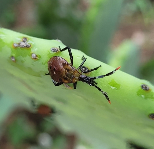Cactus Coreid Bug