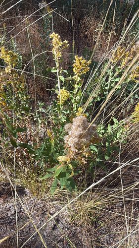 iNaturalist observation photo of west coast Canada goldenrod