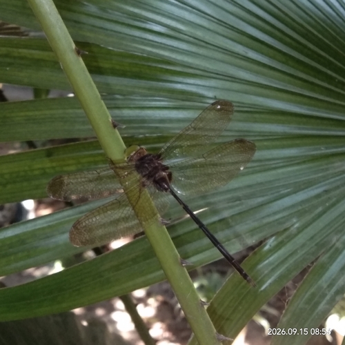 Dingy Dusk-darter