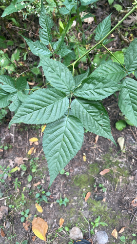 Allegheny blackberry