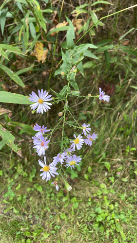 smooth blue aster