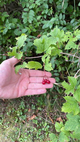 guelder-rose
