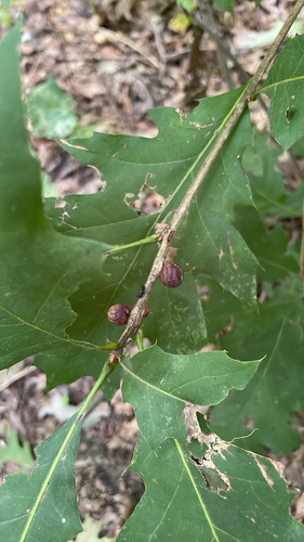 Banded Bullet Gall Wasp