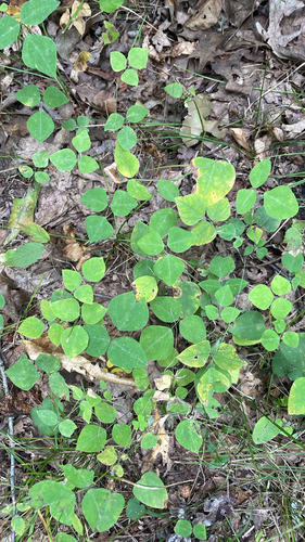 American hog-peanut