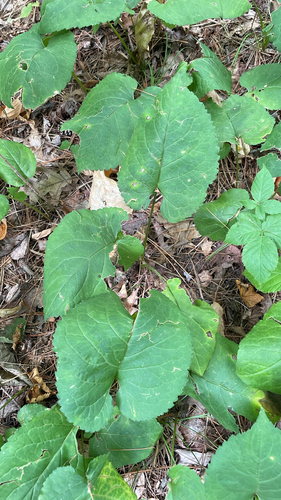 large-leaved aster