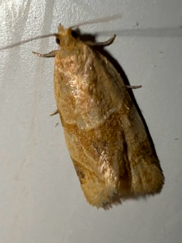 Garden Tortrix