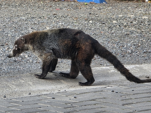 White-nosed Coati observed by candicecollison