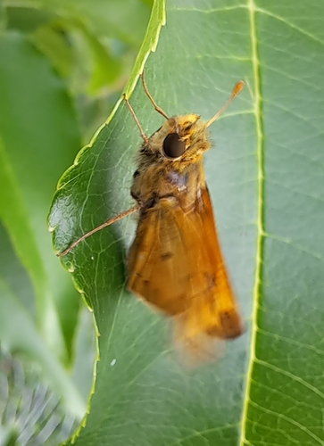 Fiery Skipper