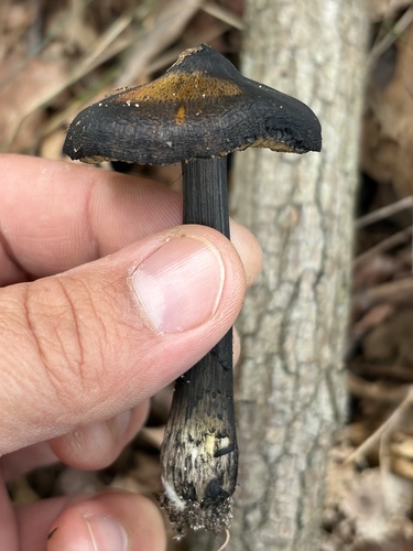 Witch's Hat