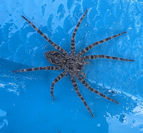 Dark Fishing Spider