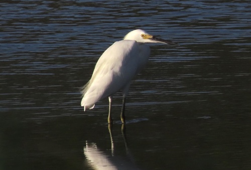 Snowy Egret