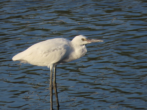 Reddish Egret