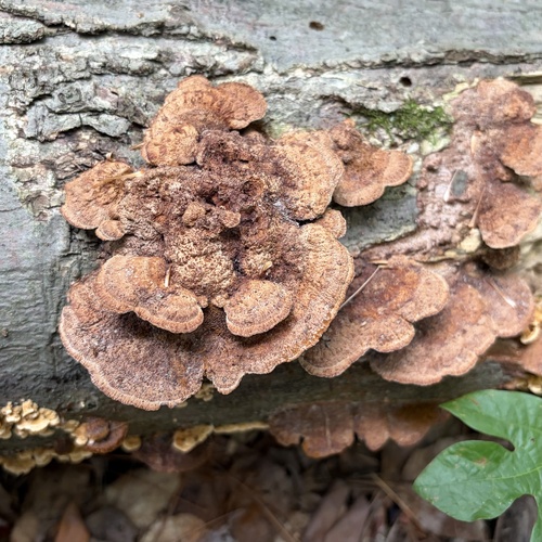Mustard Yellow Polypore