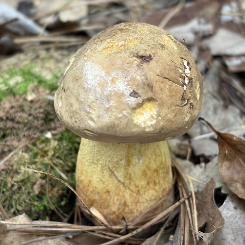 Bitter Bolete
