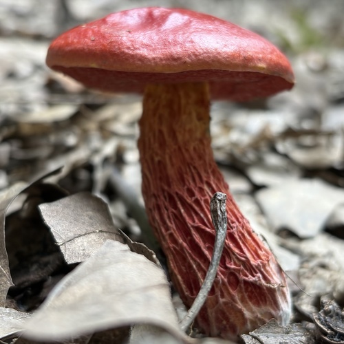 Frost's Bolete