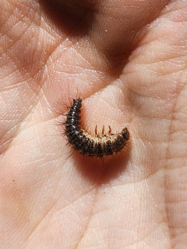 Common Carrion Beetle