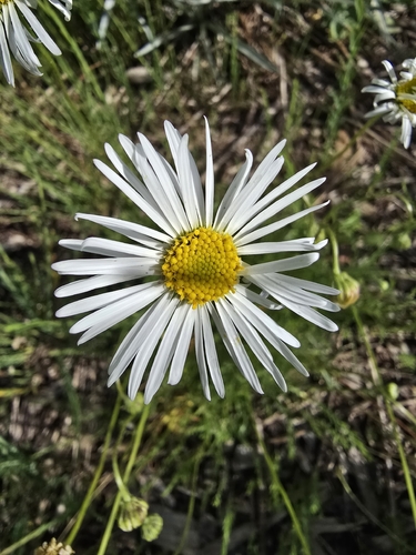 Brachyscome dentata
