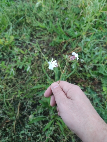 white campion