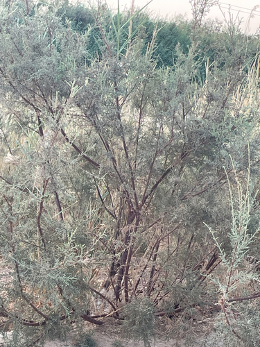 Tamarix nilotica