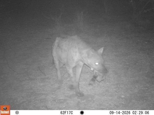 Spotted Hyena