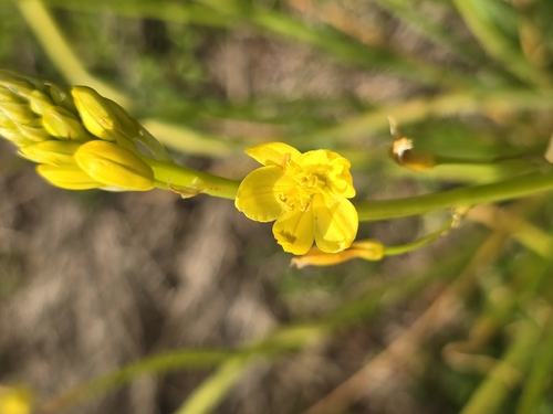 rock lily