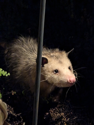 Virginia Opossum observed by frank-g