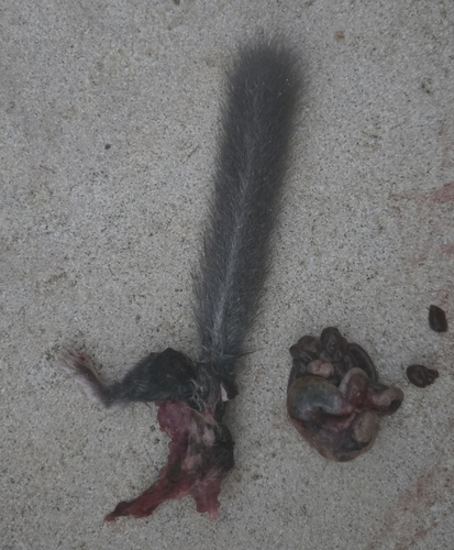 European Fat Dormouse