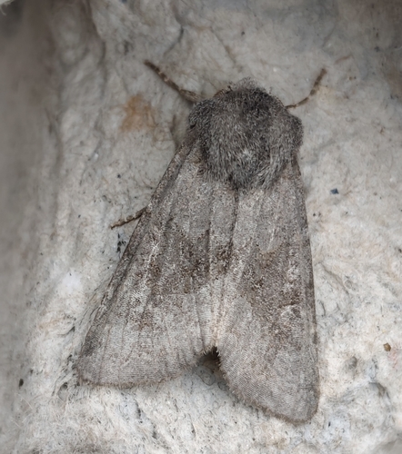Northern Deep-brown Dart