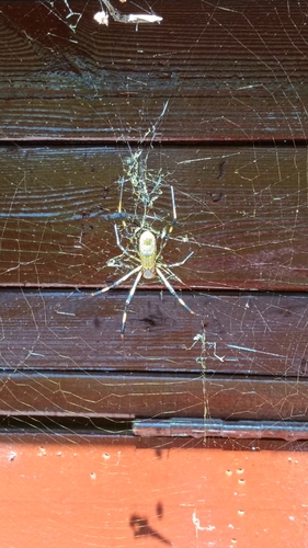 Joro Spider