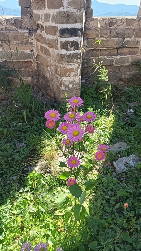 Chinese Aster