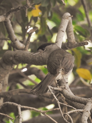 Eurasian Blackcap