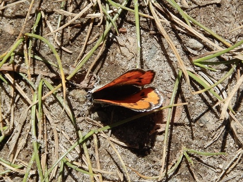 iNaturalist observation photo of Lustrous Copper