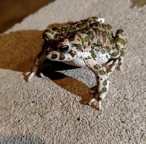 Green Toad