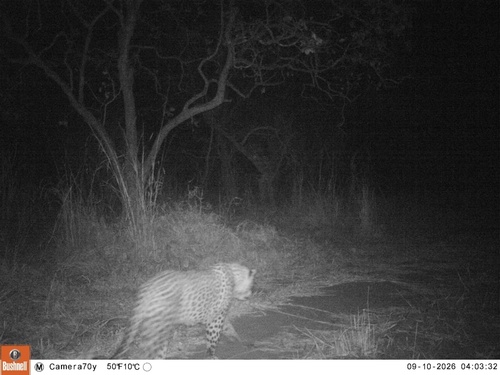 African Leopard