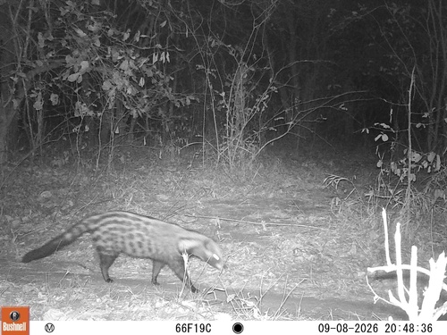 African Civet