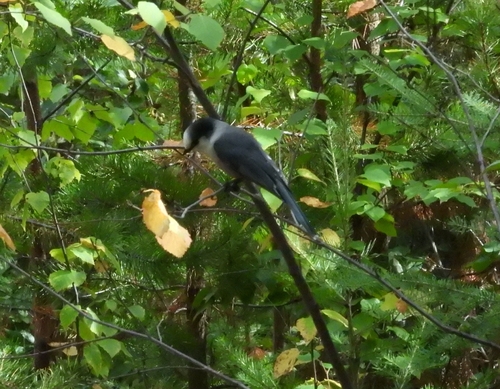 Canada Jay