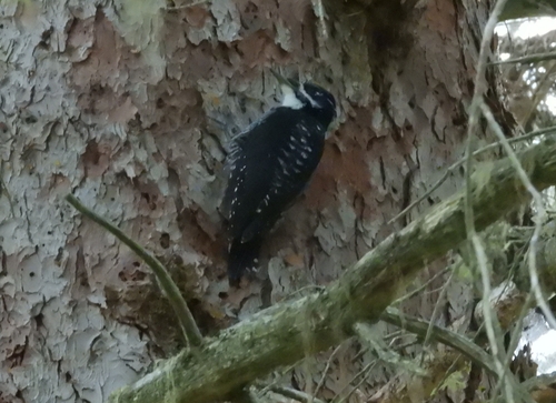 American Three-toed Woodpecker
