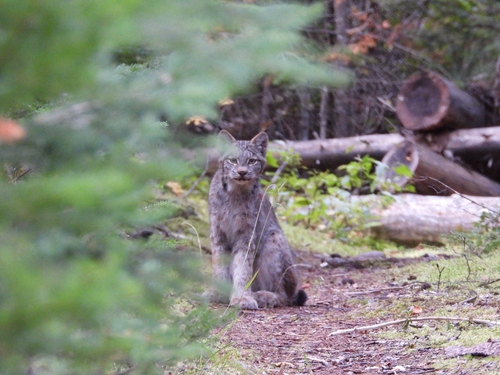 Canada Lynx