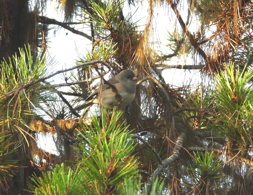 Dark-eyed Junco