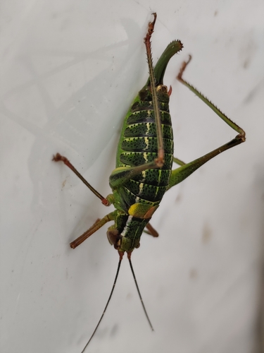 Eastern Saw-tailed Bush-cricket