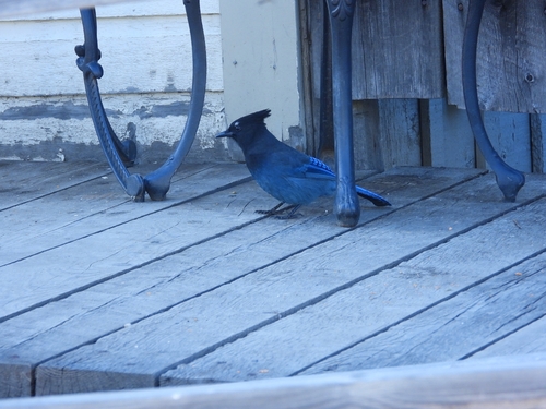 Steller's Jay