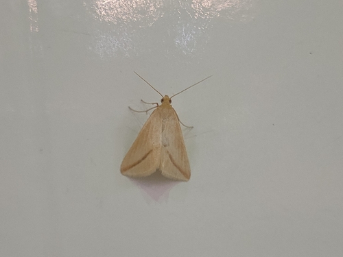 Vestal