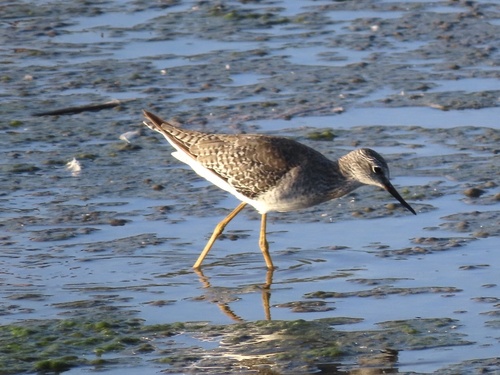 Lesser Yellowlegs