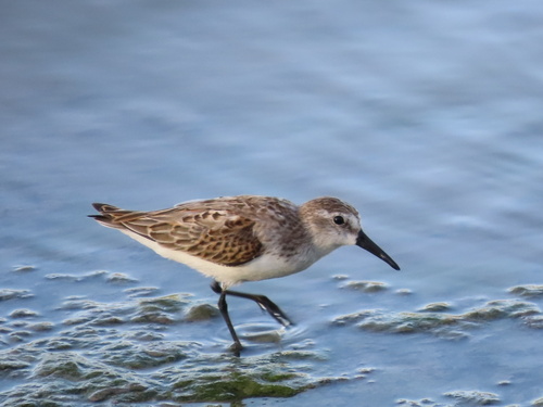 Western Sandpiper